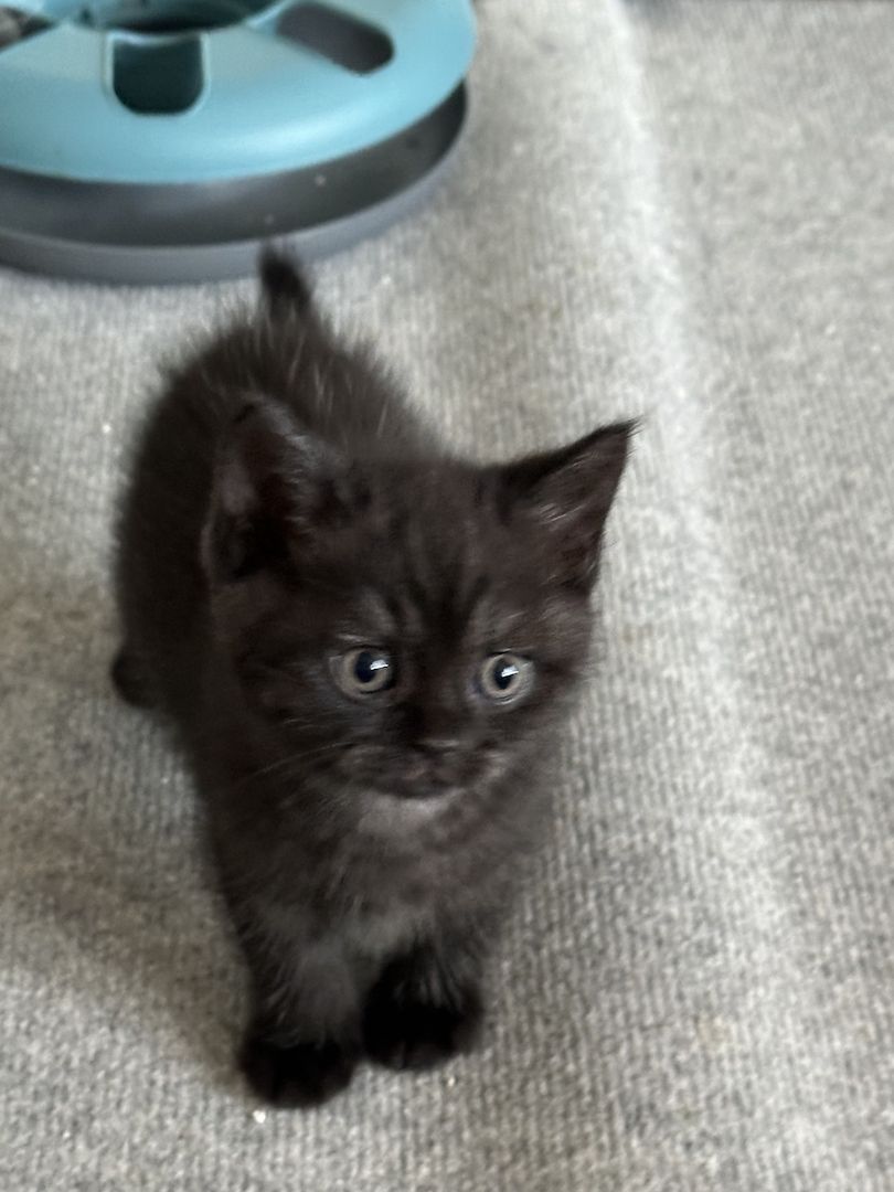 BKH Kater ab 16.11. abzugeben