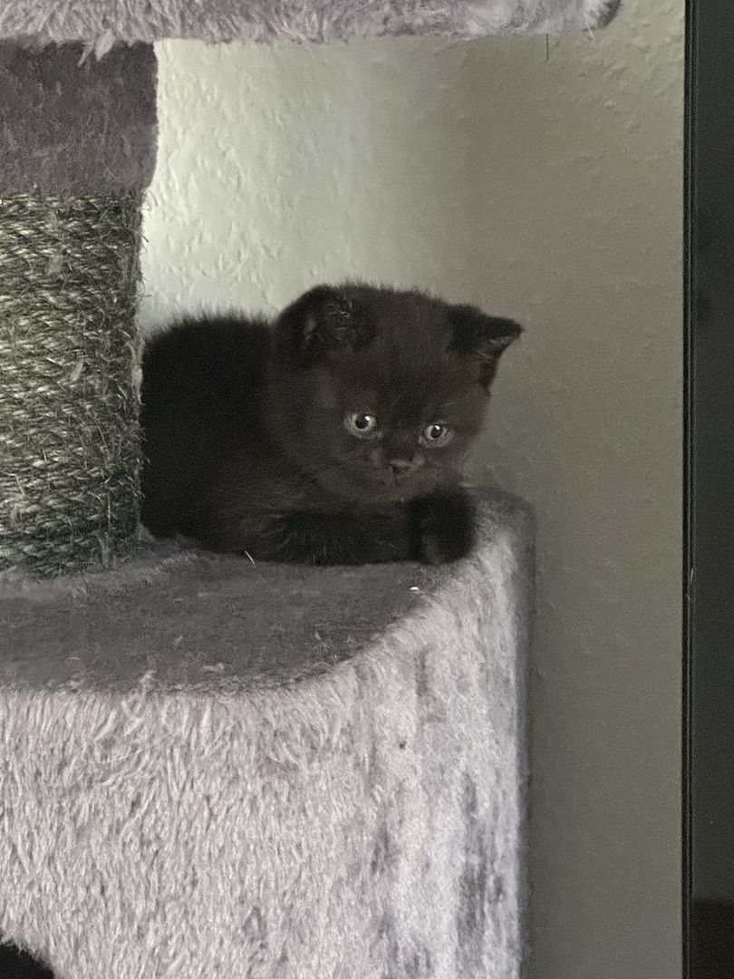 BKH Kater ab 16.11. abzugeben