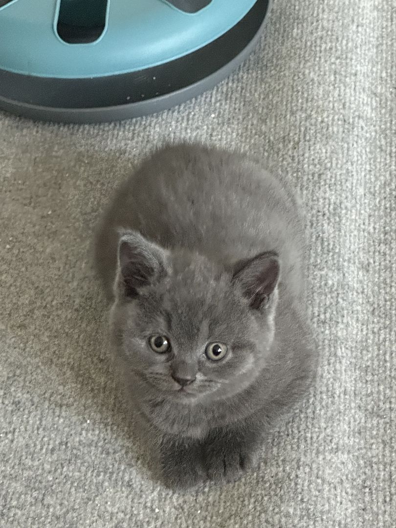 BKH Kater ab 16.11. abzugeben