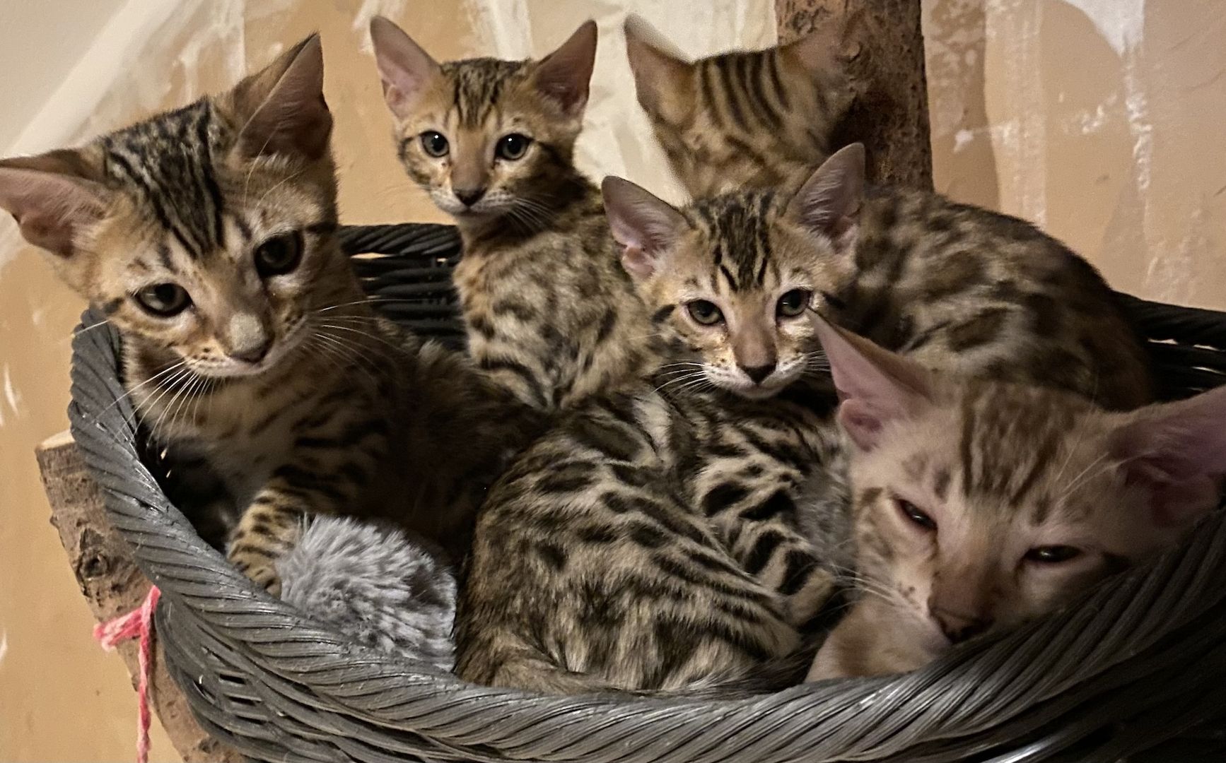 Bengalkitten suchen ein liebevolles zu Hause Bengalkitten suchen ein liebevolles zu Hause