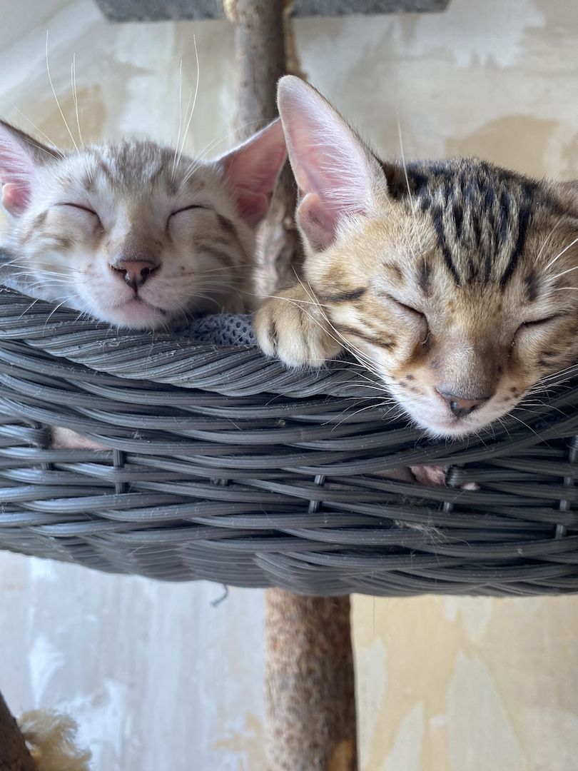 Bengalkitten suchen ein liebevolles zu Hause Bengalkitten suchen ein liebevolles zu Hause