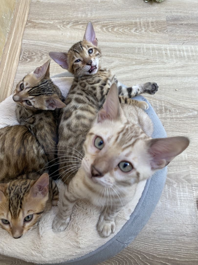 Bengalkitten suchen ein liebevolles zu Hause Bengalkitten suchen ein liebevolles zu Hause