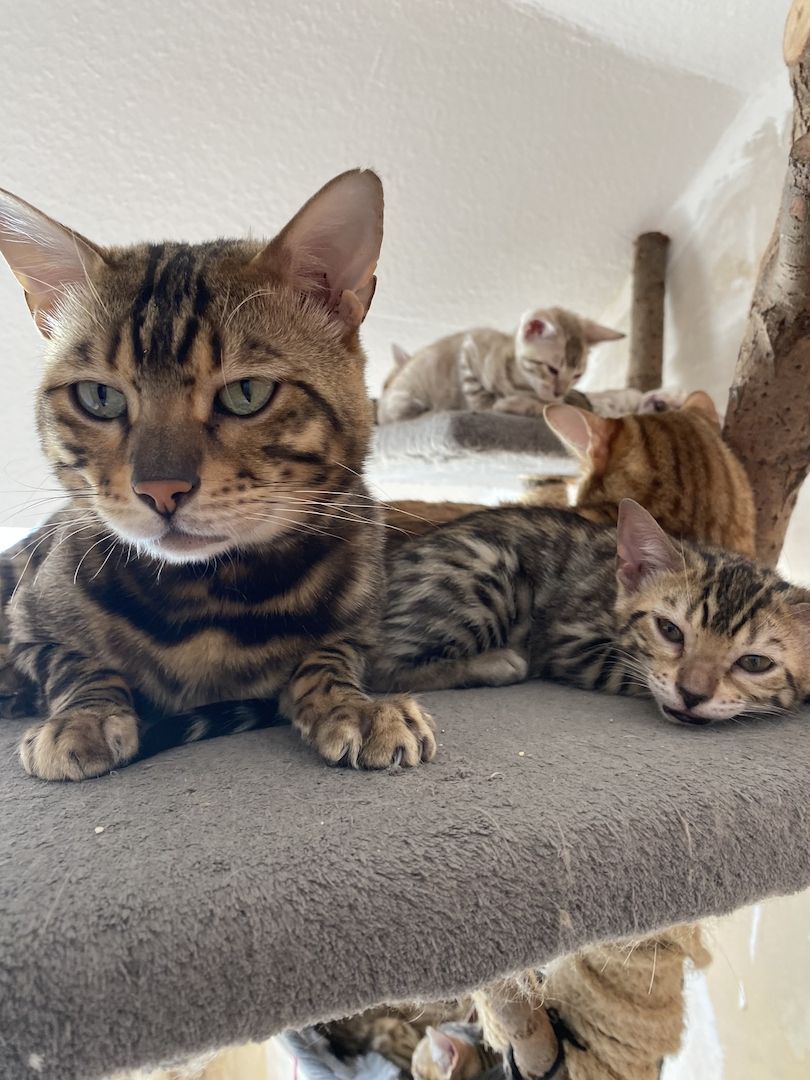 Bengalkitten suchen ein liebevolles zu Hause Bengalkitten suchen ein liebevolles zu Hause