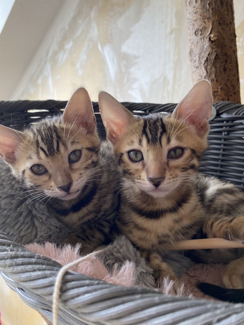 Bengalkitten suchen ein liebevolles zu Hause Bengalkitten suchen ein liebevolles zu Hause