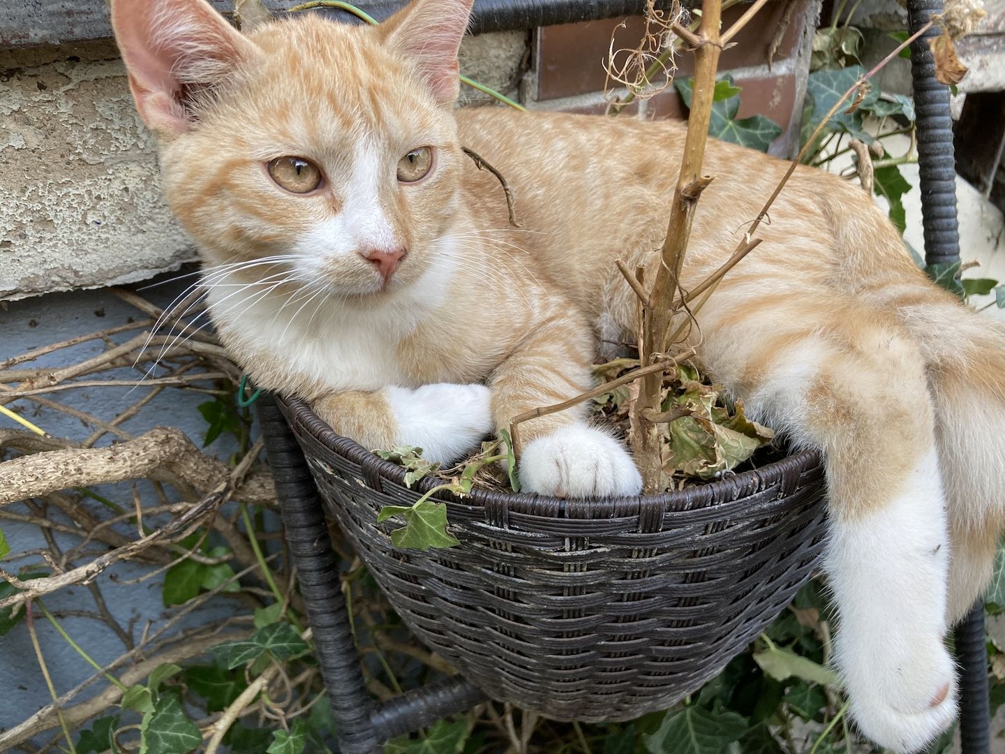 BKH Mix Pärchen zum Liebhaben - Simba und Tini
