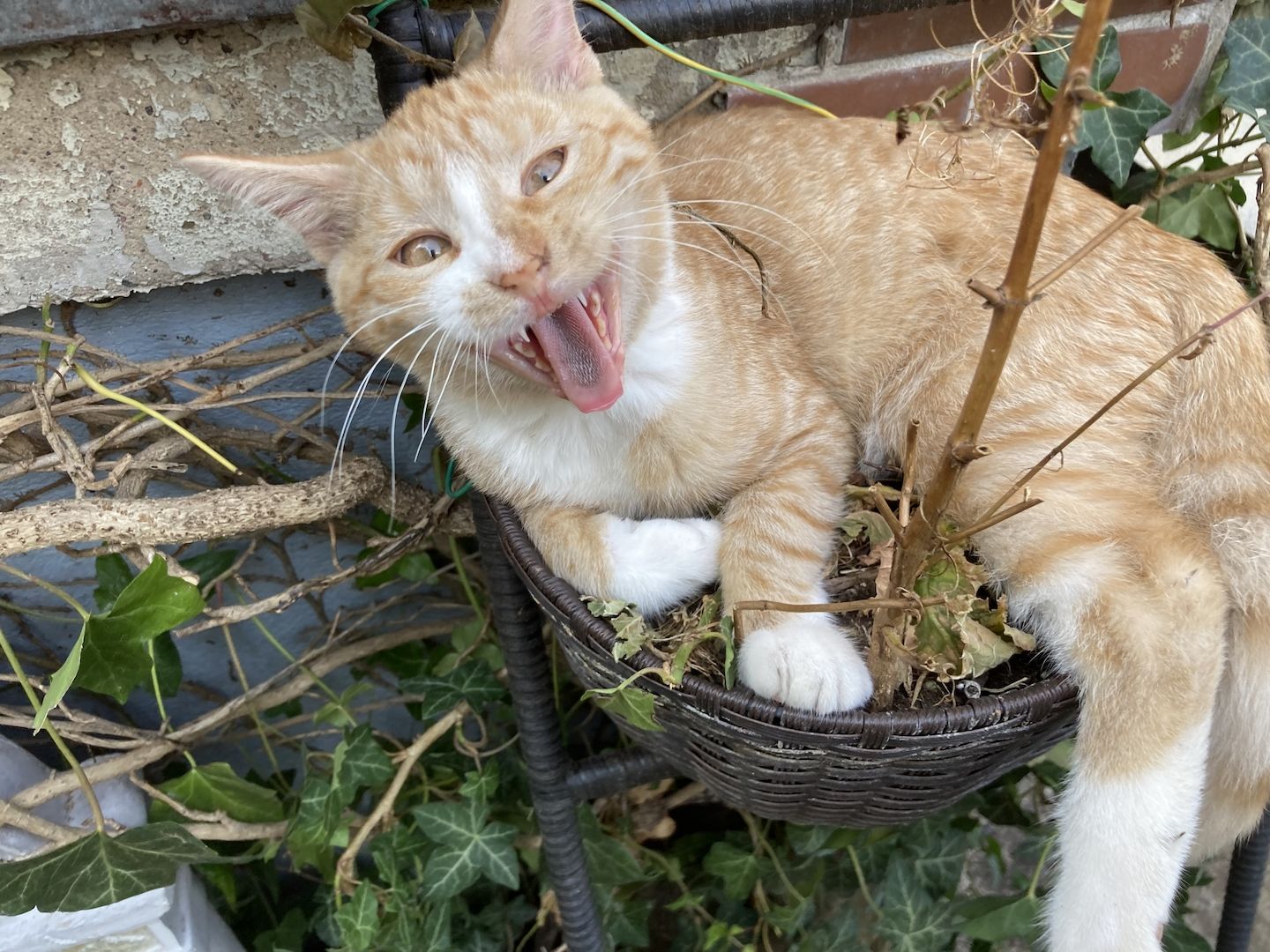BKH Mix Pärchen zum Liebhaben - Simba und Tini