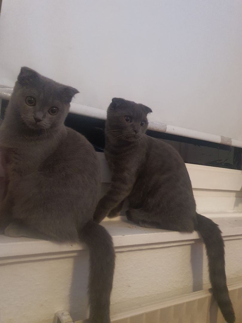 Britisch kurzhaar Kater 5monate