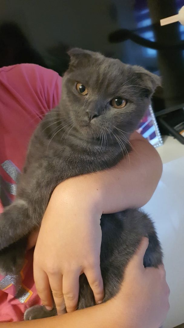 Britisch kurzhaar Kater 5monate