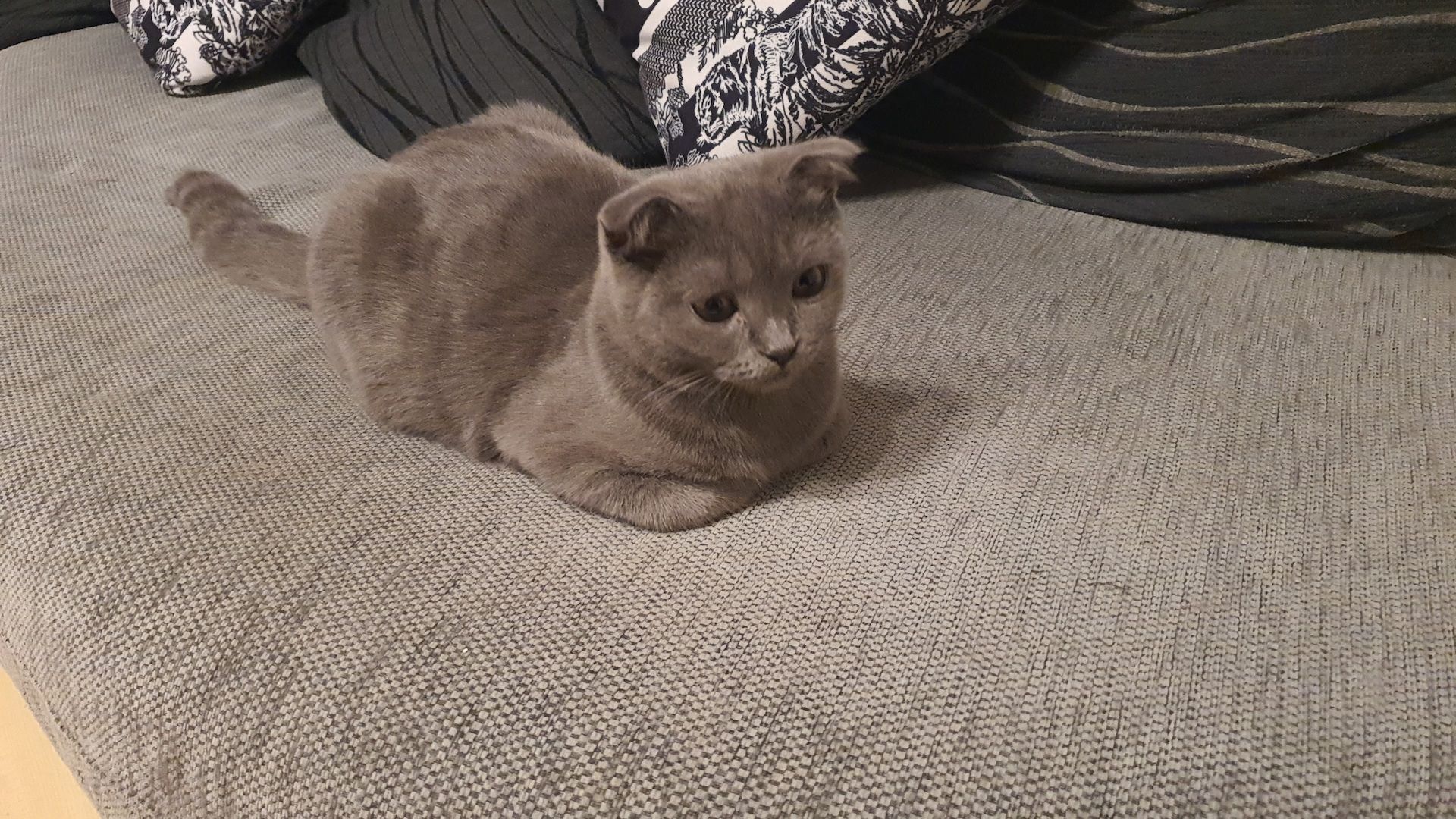 Britisch kurzhaar Kater 5monate