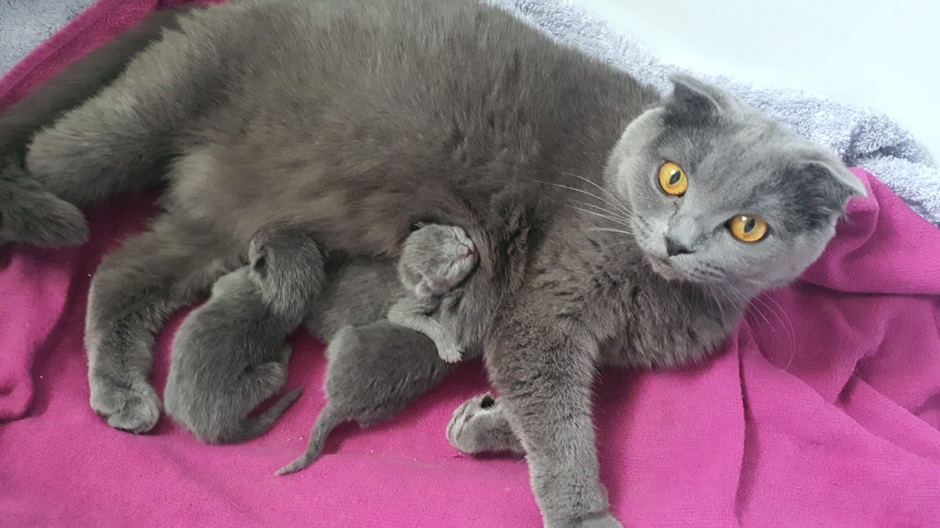 Britisch kurzhaar Kater 5monate