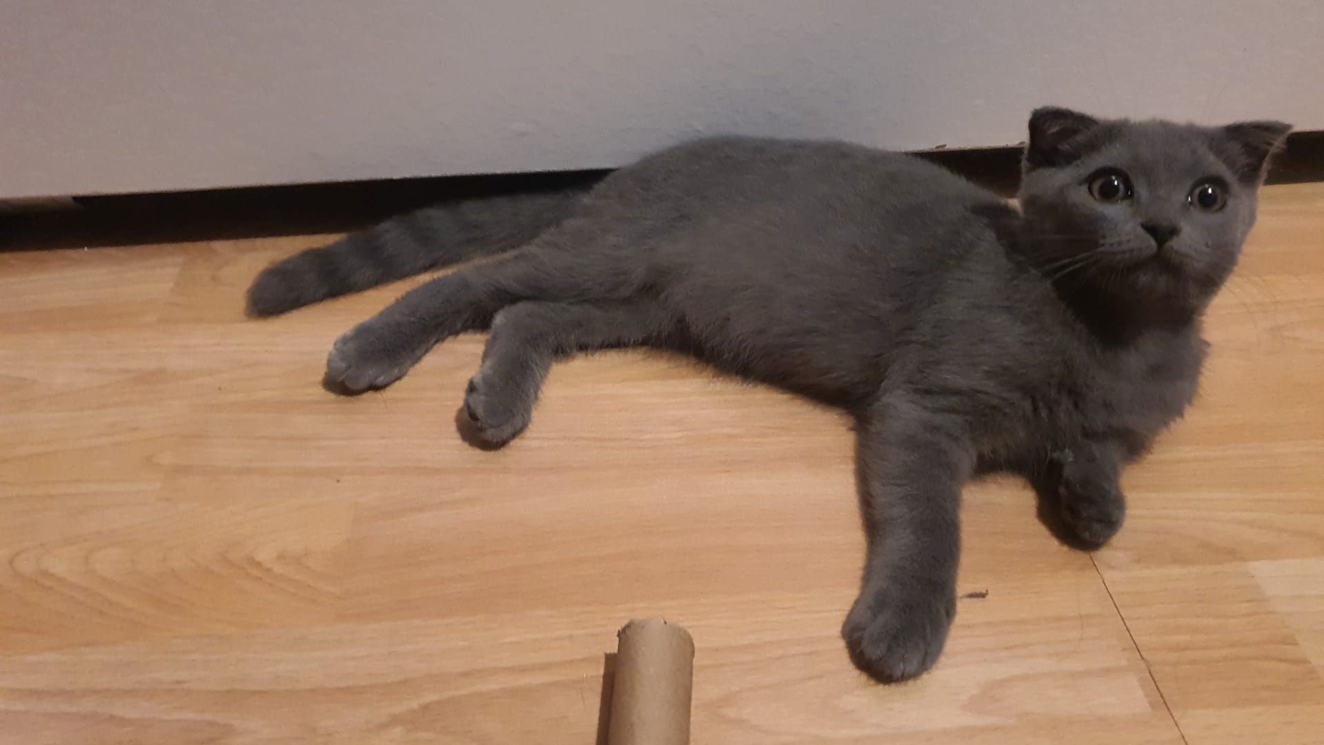 Britisch kurzhaar Kater 5monate