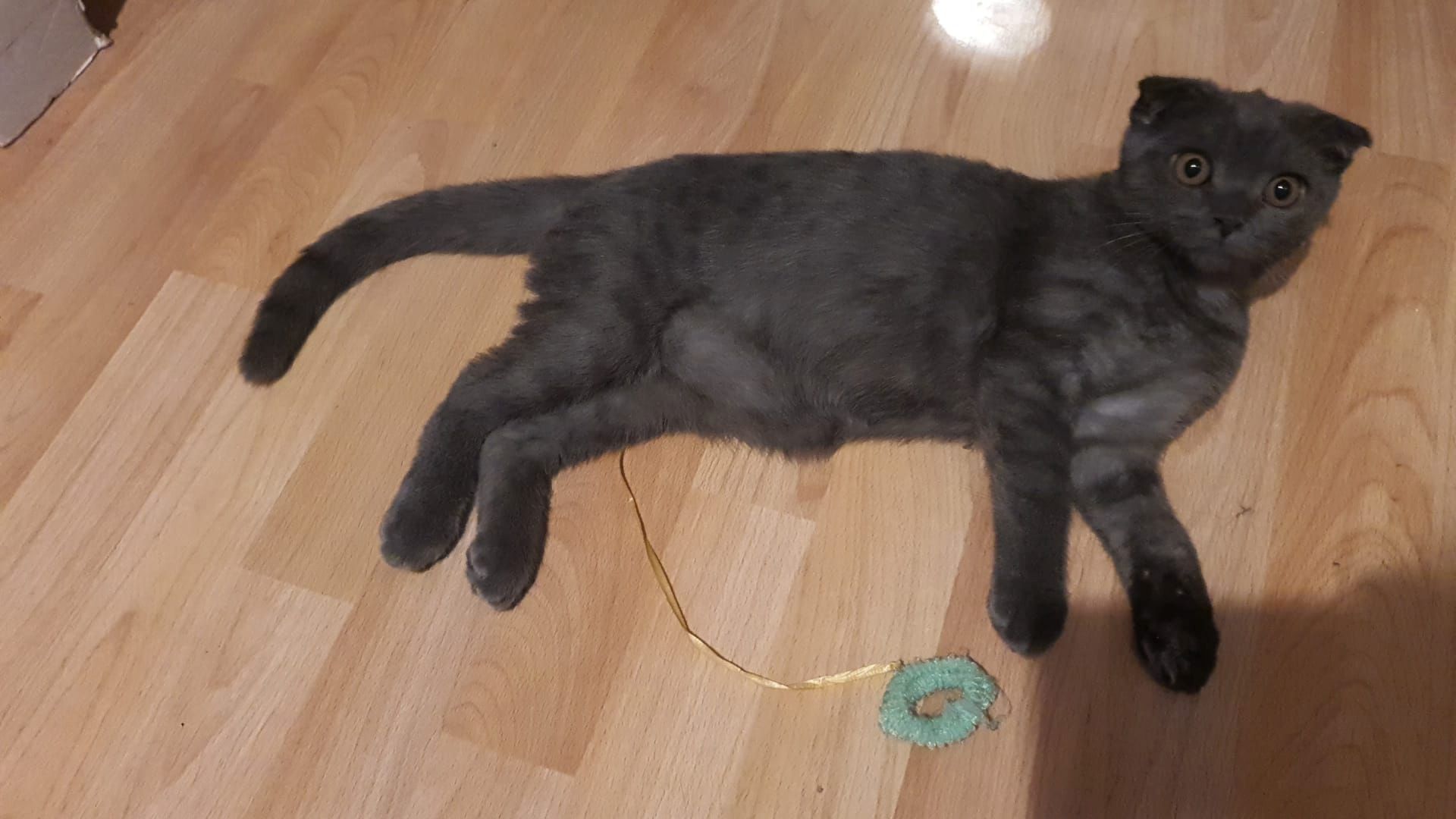 Britisch kurzhaar Kater 5monate