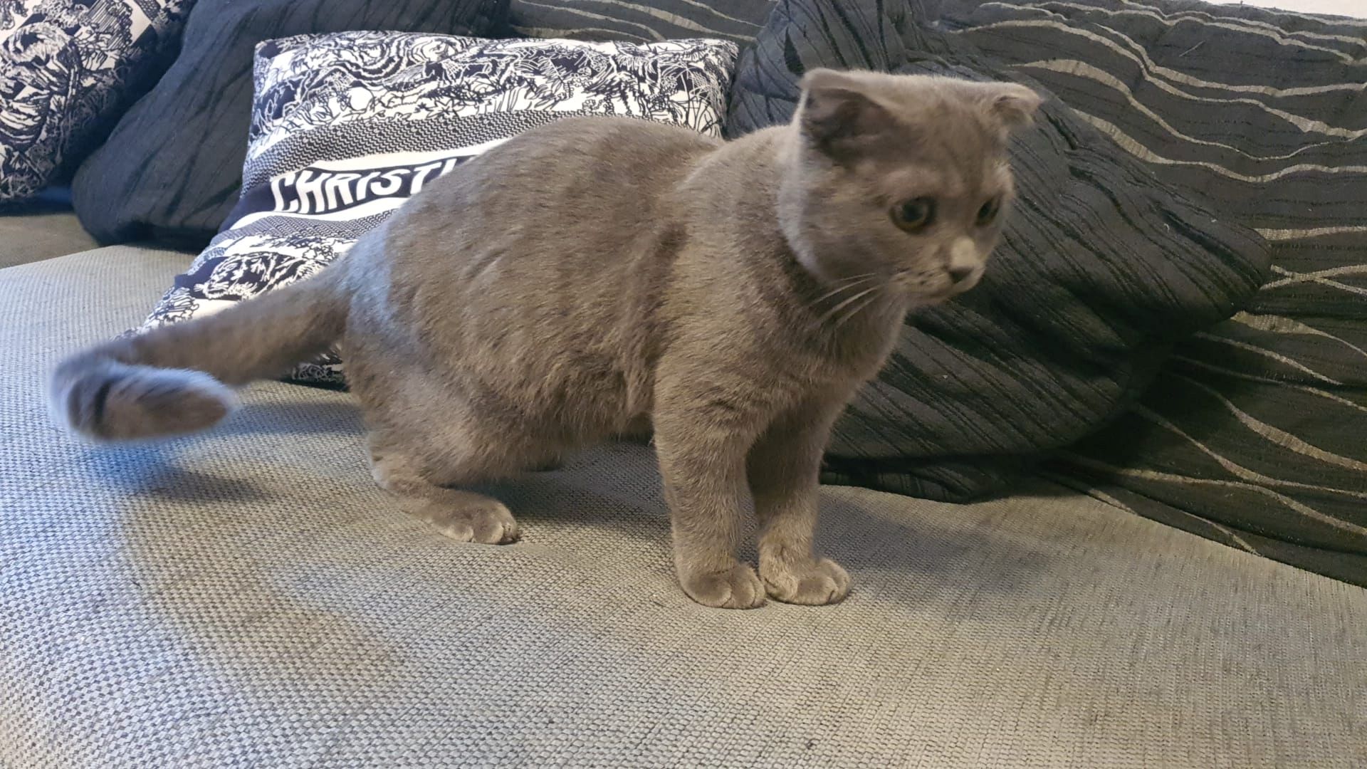 Britisch kurzhaar Kater 5monate