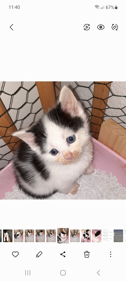 Süsse Mischlingsbabys