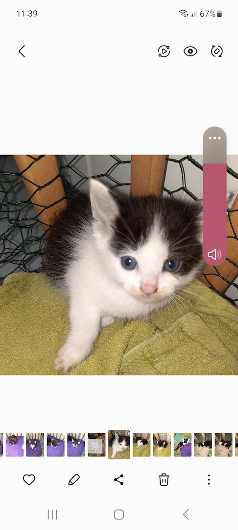 Süsse Mischlingsbabys