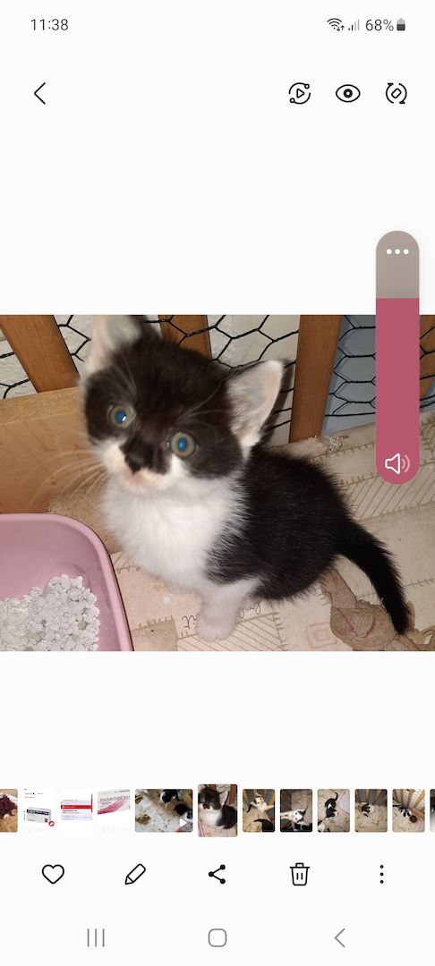 Süsse Mischlingsbabys