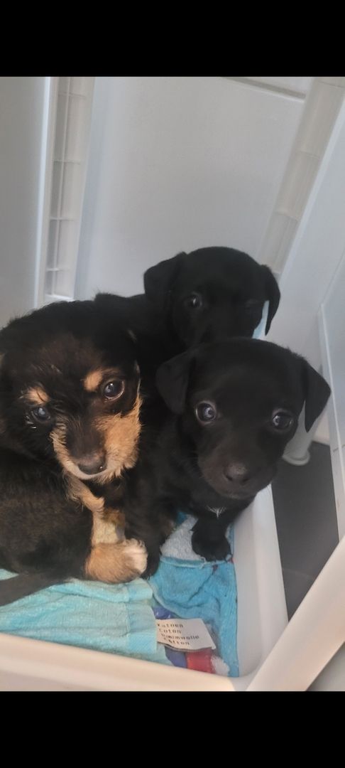 Zwergpinscher Zwergpudel welpen Mix