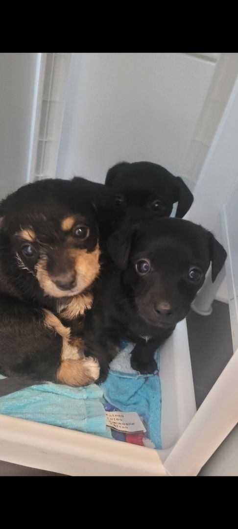 Zwergpinscher Zwergpudel welpen Mix