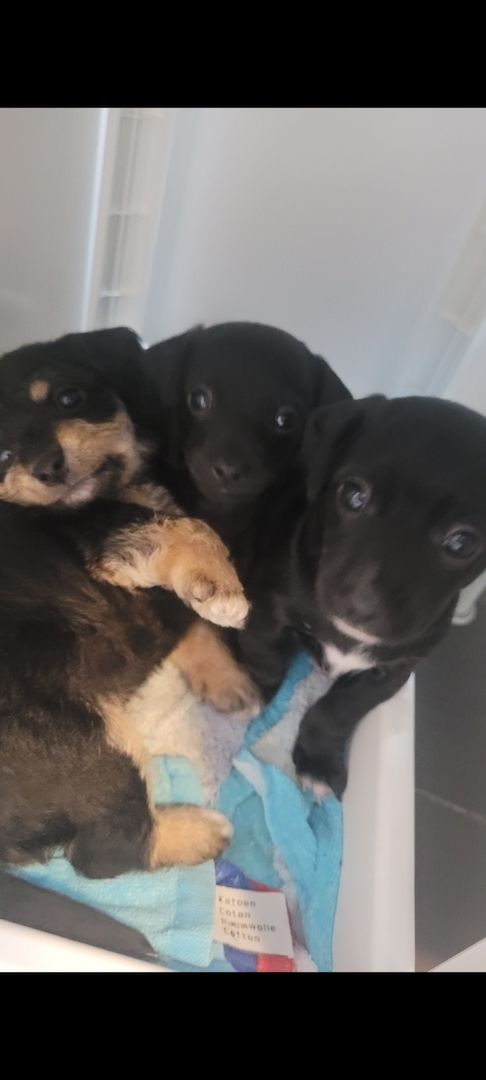 Zwergpinscher Zwergpudel welpen Mix