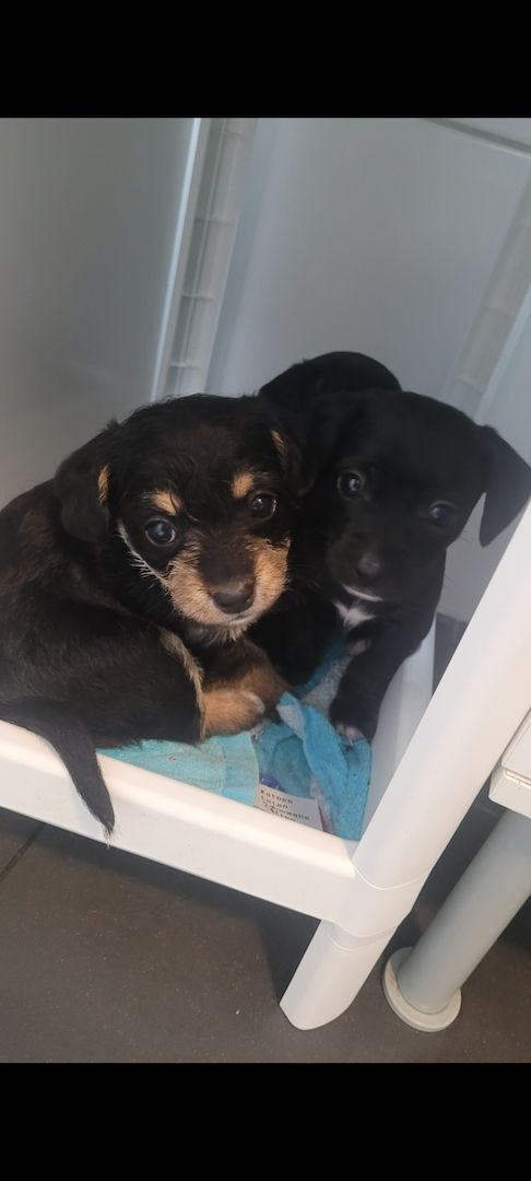 Zwergpinscher Zwergpudel welpen Mix