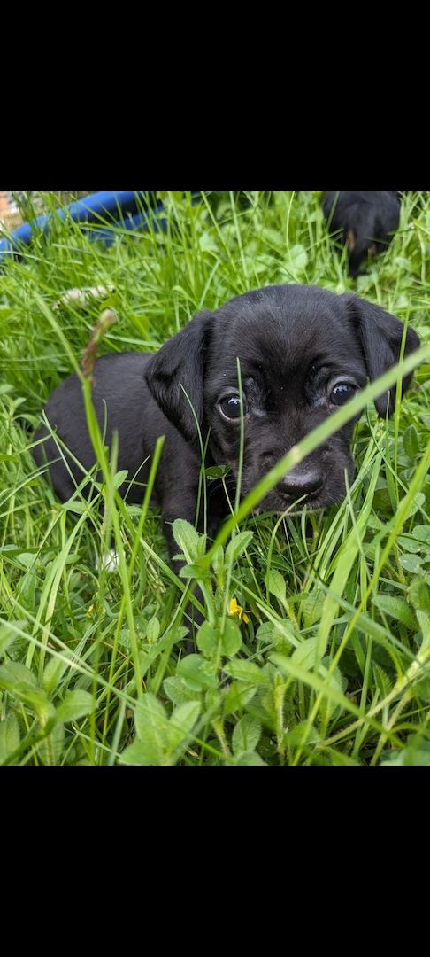 Zwergpinscher Zwergpudel welpen Mix