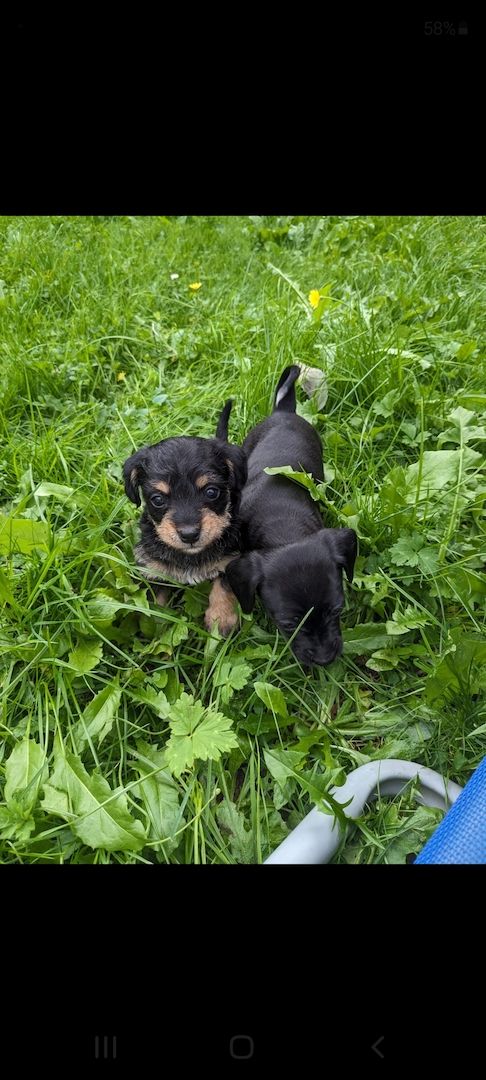 Zwergpinscher Zwergpudel welpen Mix