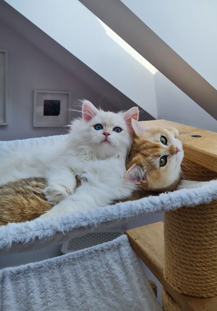 Britisch Langhaar Golden point