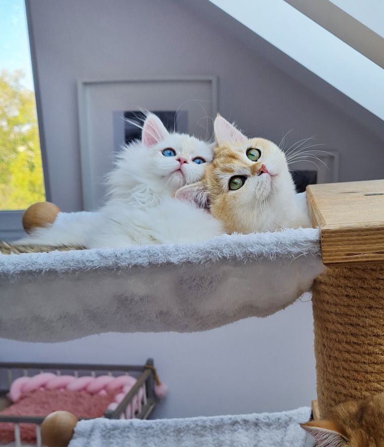 Britisch Langhaar Golden point