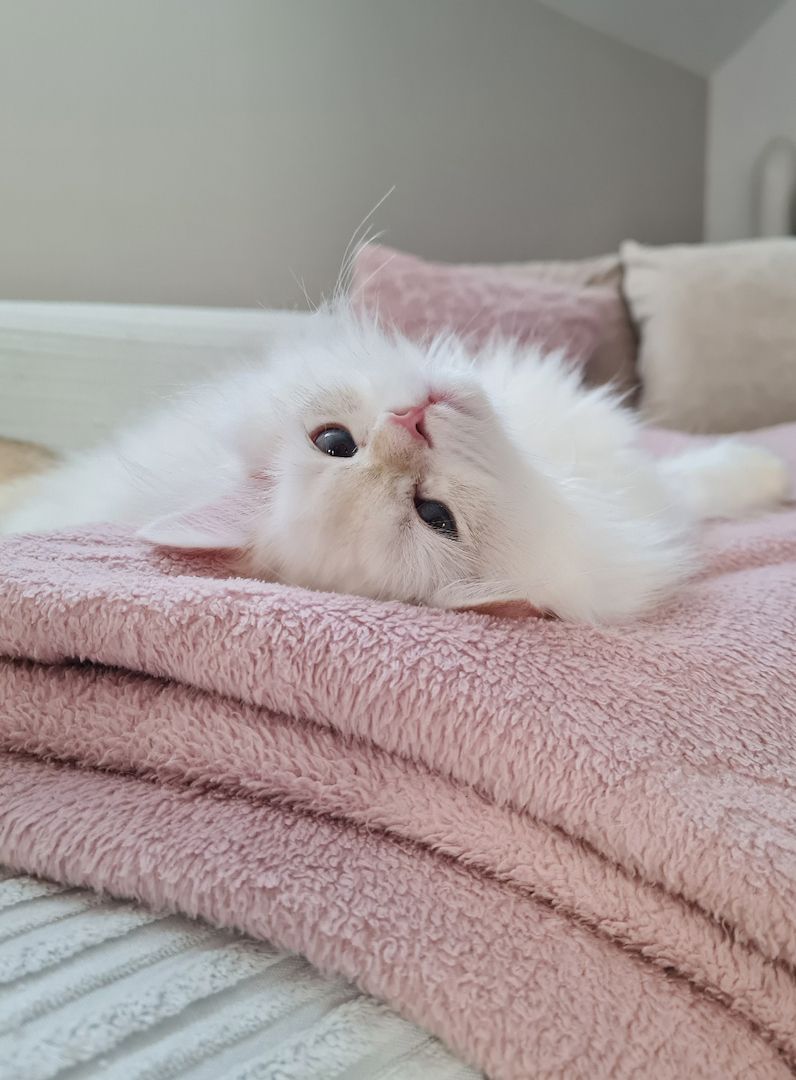 Britisch Langhaar Golden point