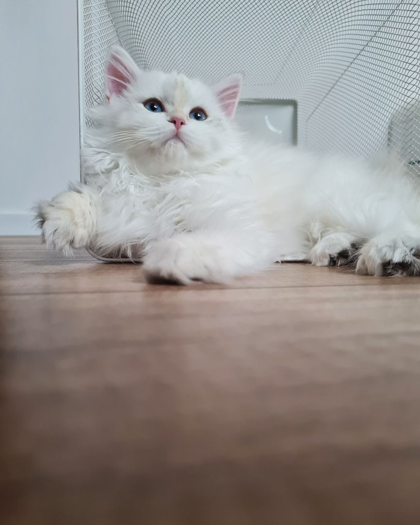 Britisch Langhaar Golden point