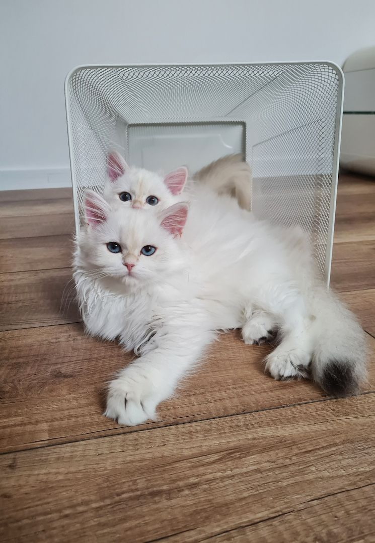 Britisch Langhaar Golden point