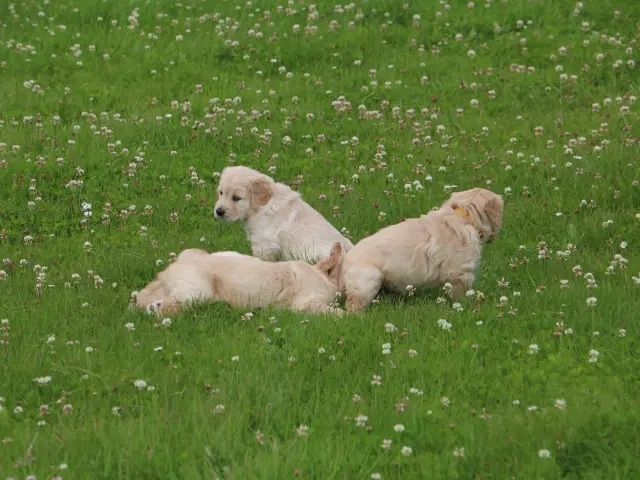 Golden Retriever Welpen.Wir sind vom 20-24.10.23  in Flensburg zur Besichtigung