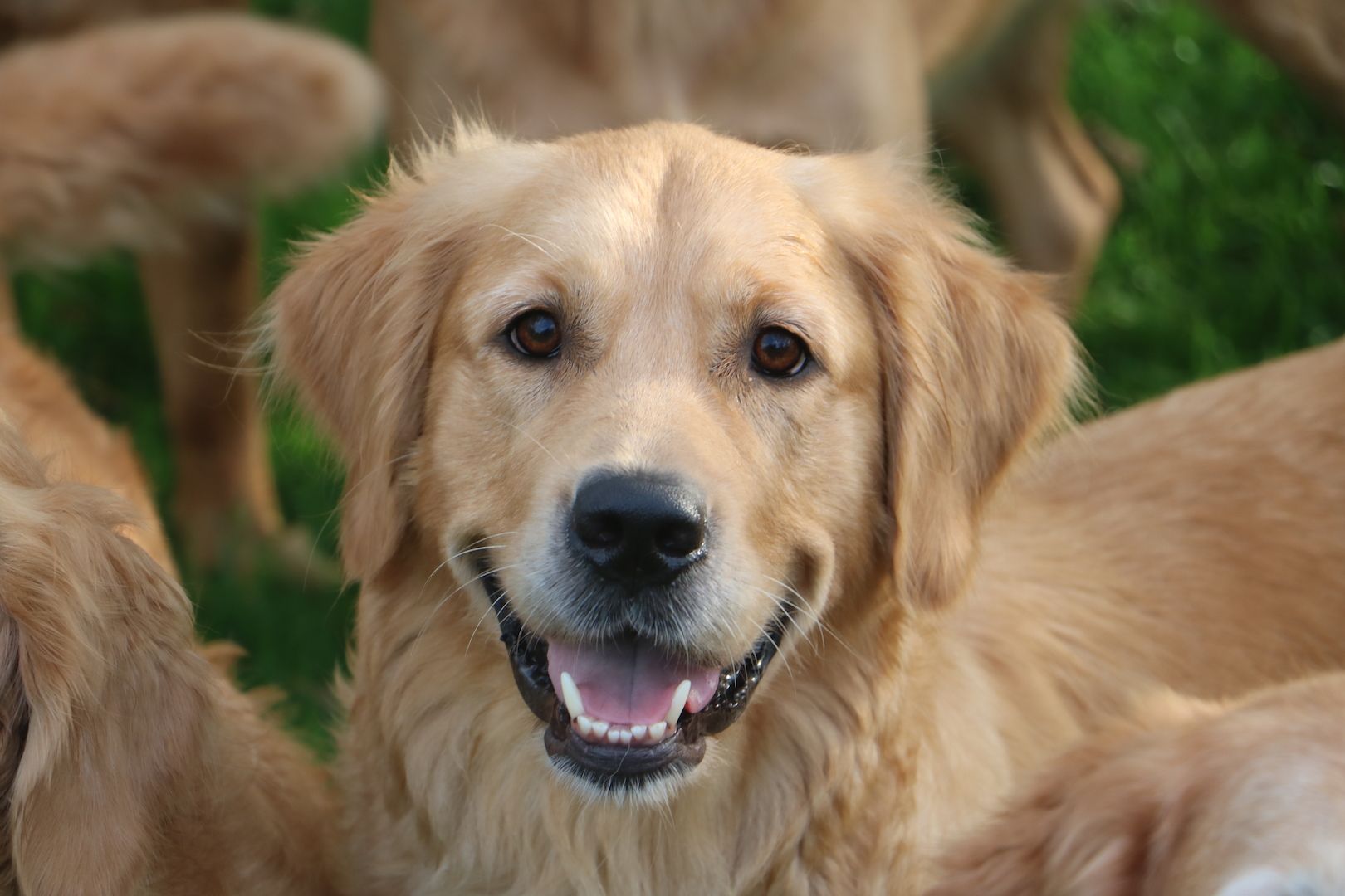 Golden Retriever Welpen.Wir sind vom 20-24.10.23  in Flensburg zur Besichtigung