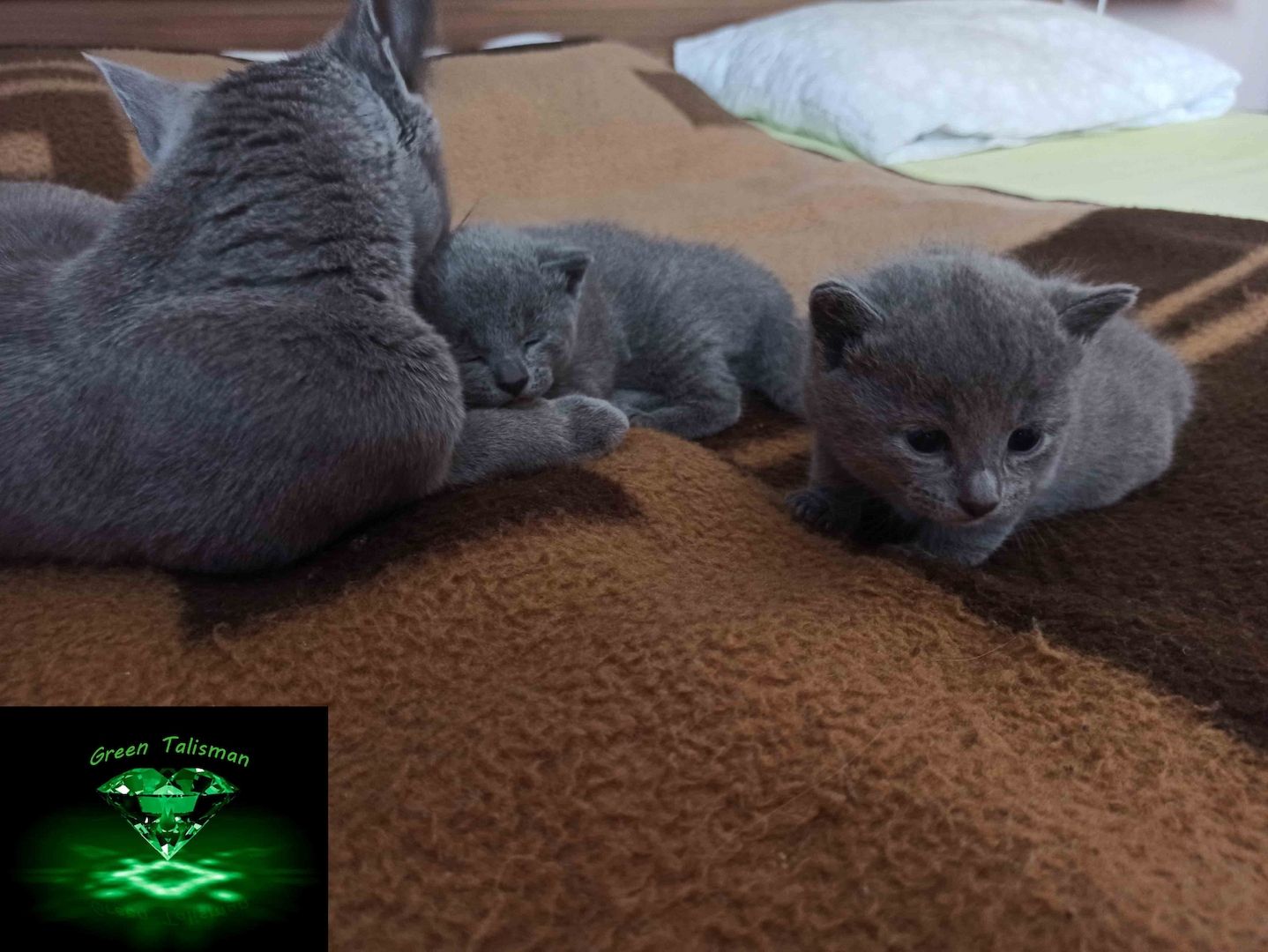 Kitten Russisch Blau, reinrassig und wunderschön, mit Stammbaum Kitten Russisch Blau, reinrassig und wunderschön, mit Stammbaum