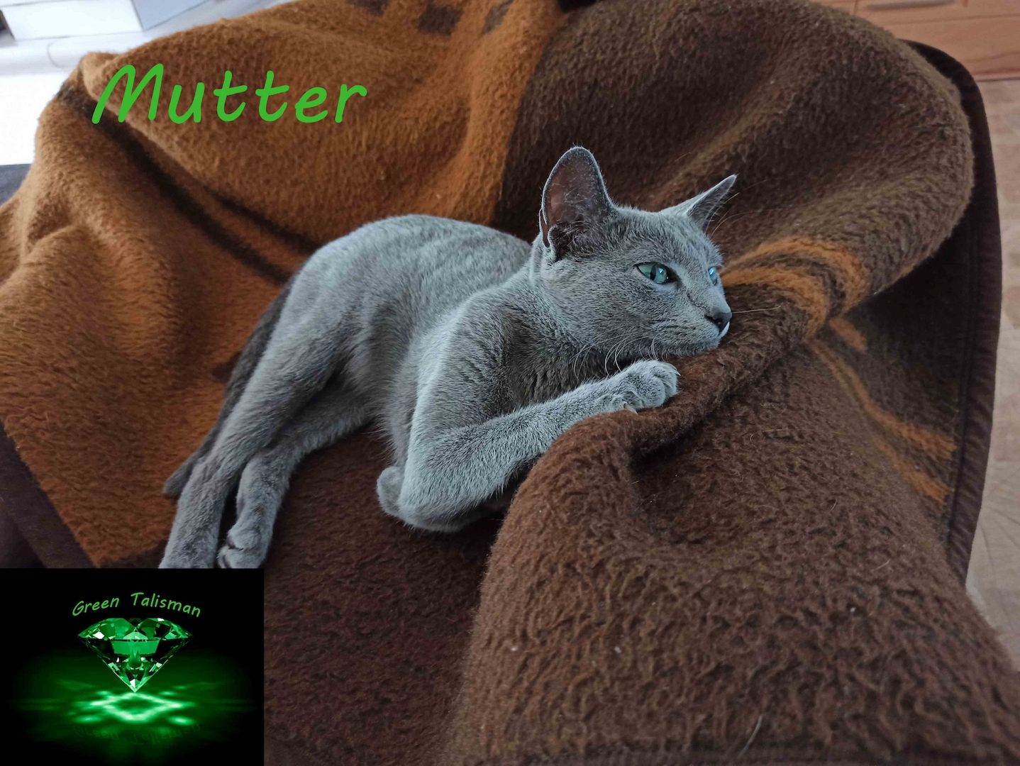 Kitten Russisch Blau, reinrassig und wunderschön, mit Stammbaum Kitten Russisch Blau, reinrassig und wunderschön, mit Stammbaum