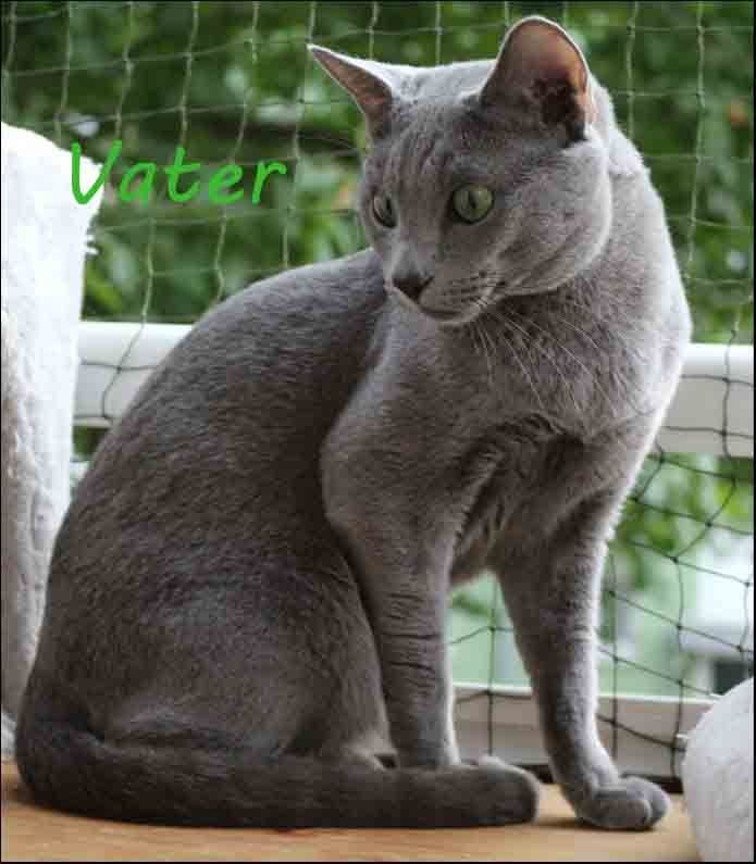 Kitten Russisch Blau, reinrassig und wunderschön, mit Stammbaum Kitten Russisch Blau, reinrassig und wunderschön, mit Stammbaum