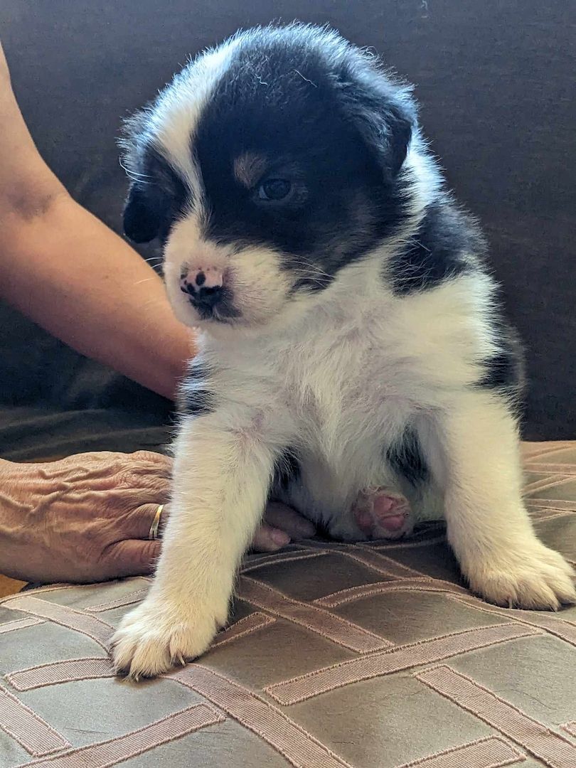 Australian Shepherd Welpen