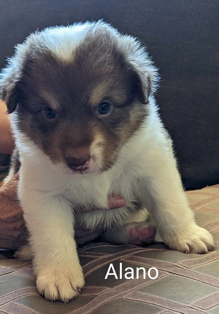 Australian Shepherd Welpen