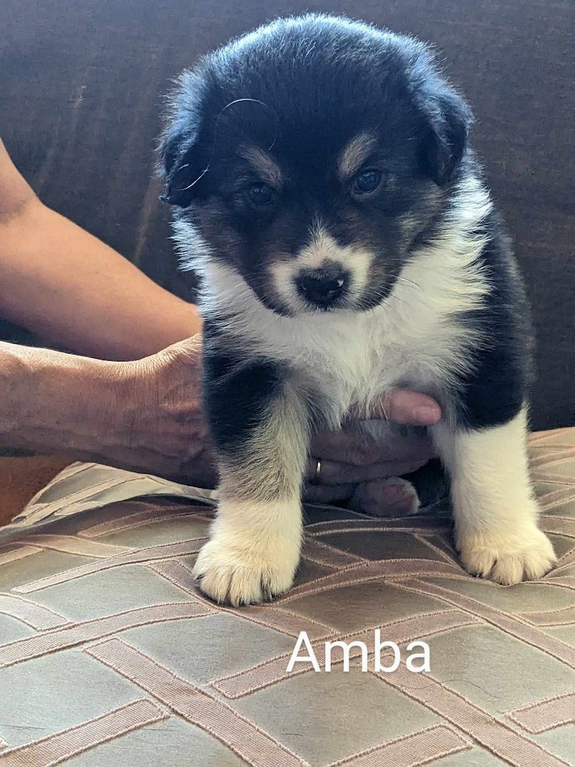 Australian Shepherd Welpen