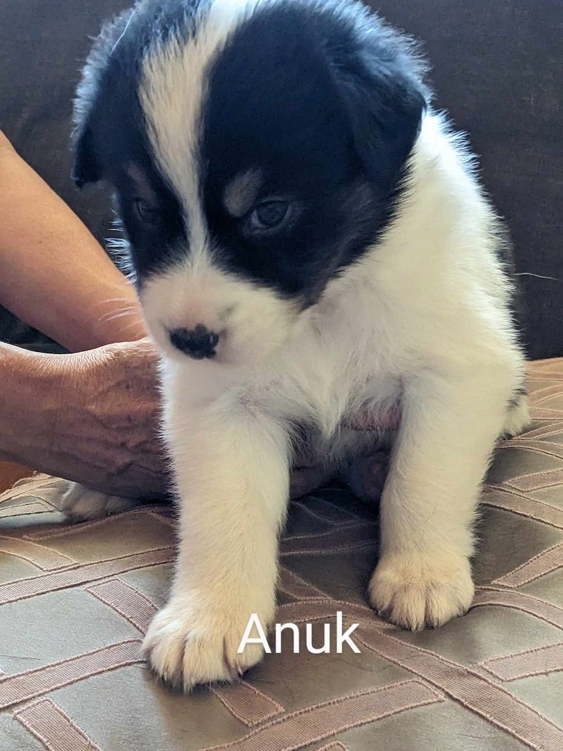 Australian Shepherd Welpen
