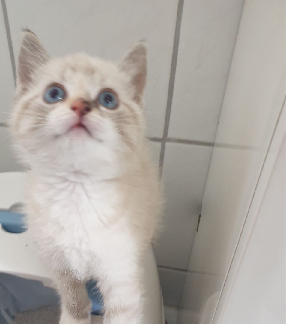 Türkische Angora Türkische Angora