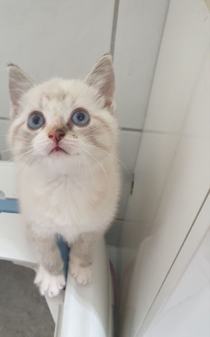 Türkische Angora Türkische Angora