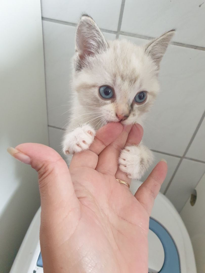 Türkische Angora Türkische Angora