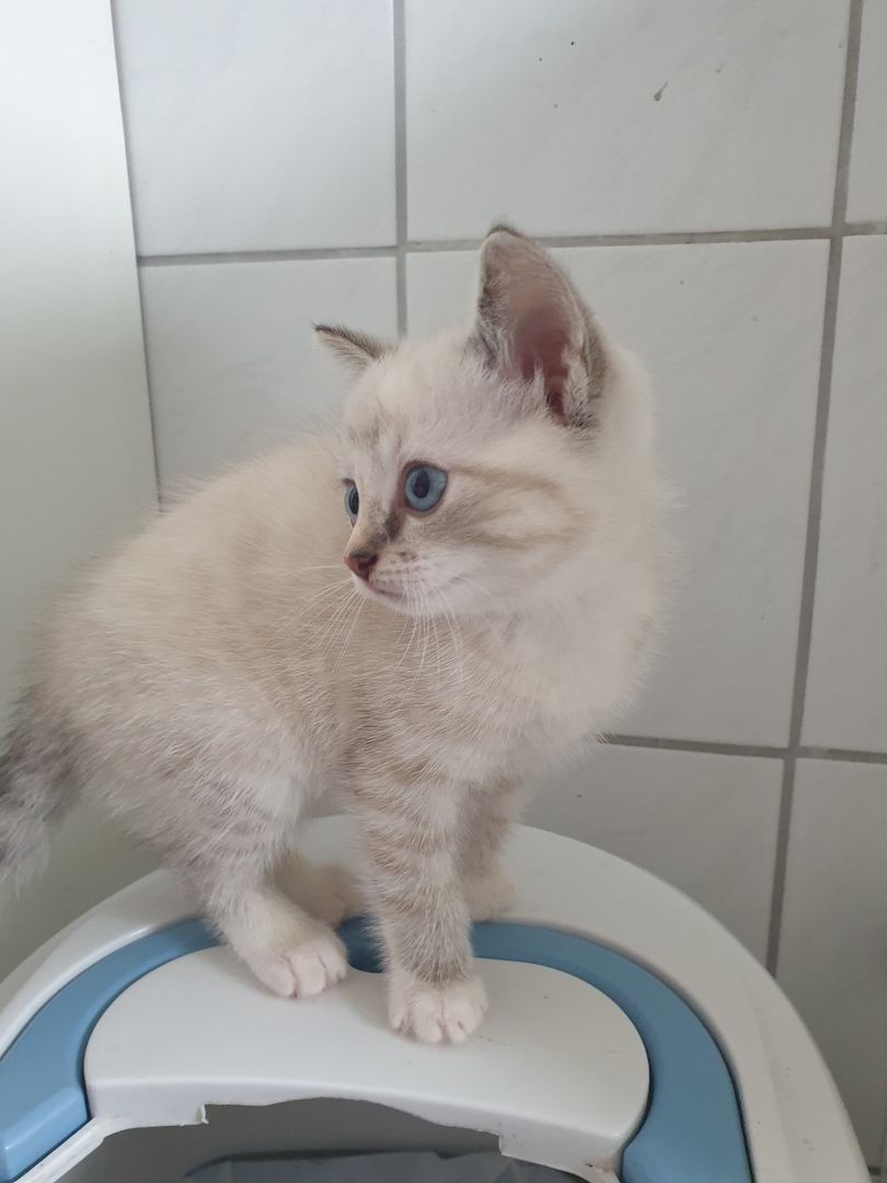 Türkische Angora Türkische Angora