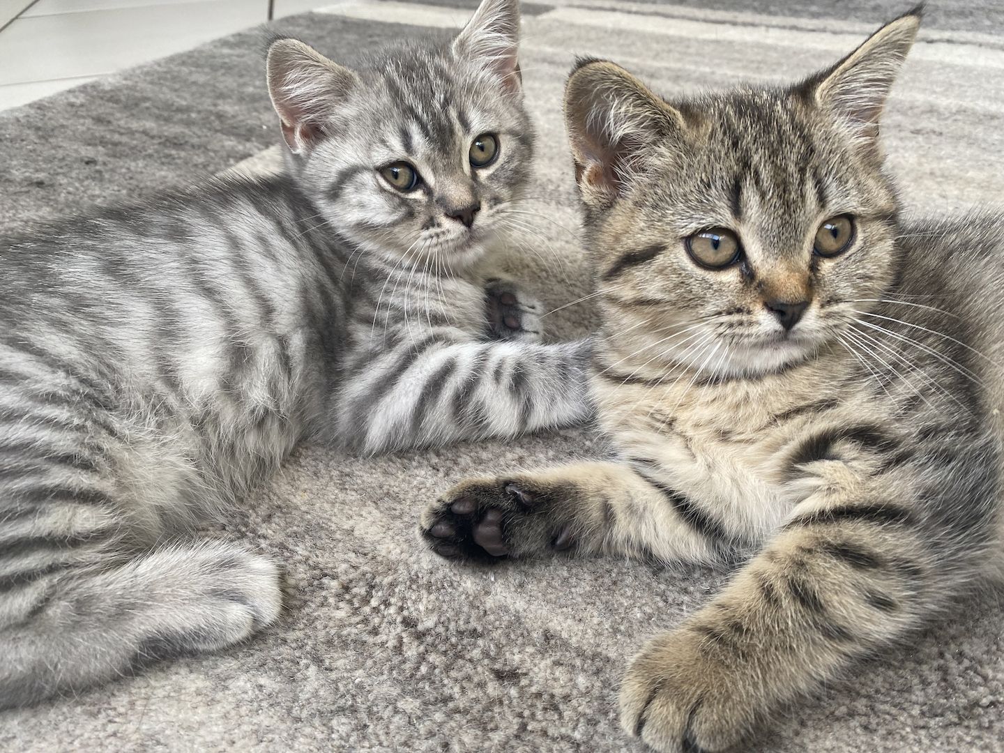 Britisch Kurzhaar Tabby Kitten