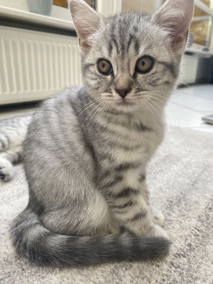 Britisch Kurzhaar Tabby Kitten