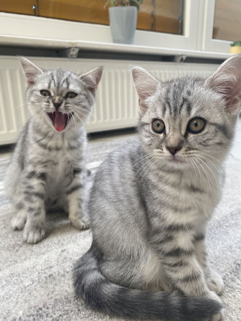 Britisch Kurzhaar Tabby Kitten