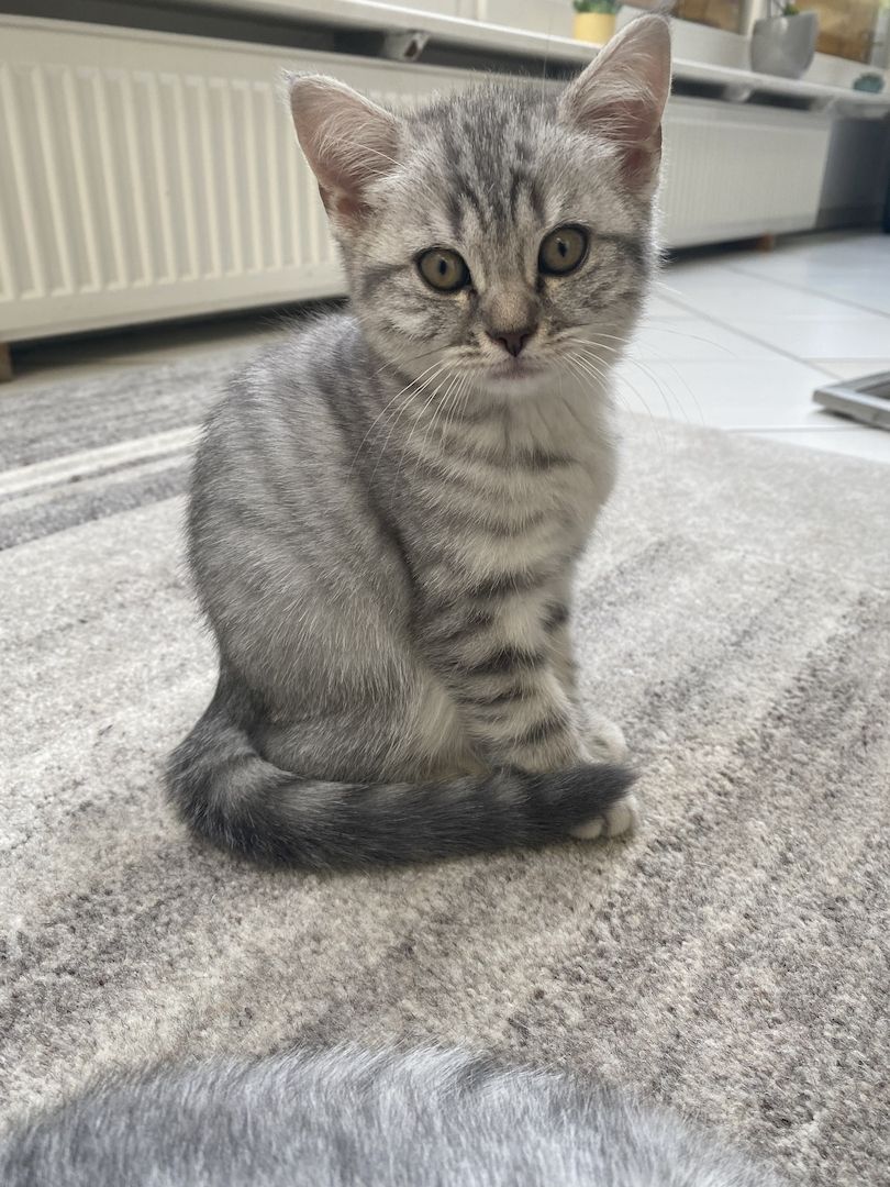 Britisch Kurzhaar Tabby Kitten