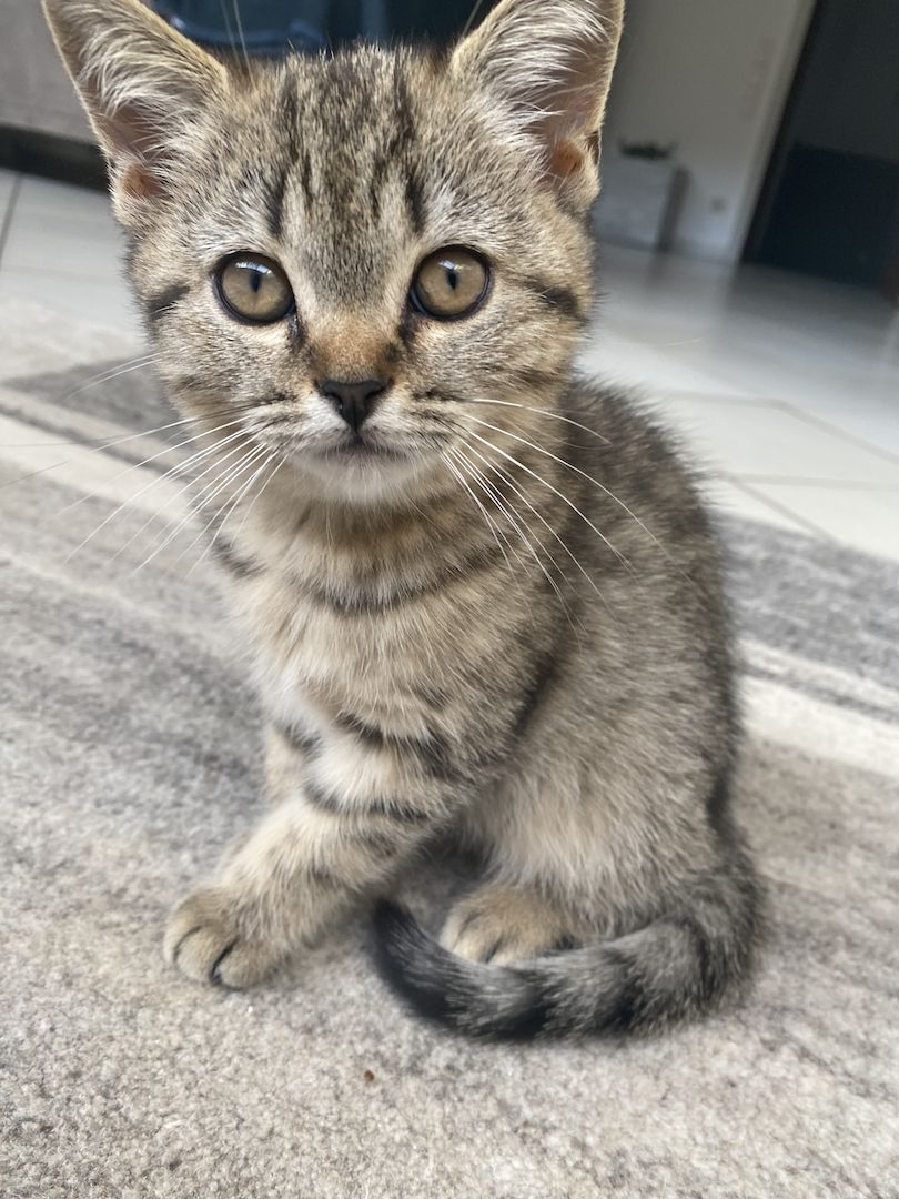 Britisch Kurzhaar Tabby Kitten