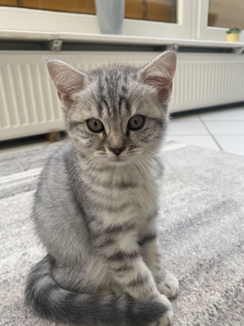 Britisch Kurzhaar Tabby Kitten